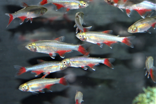 Tetra: Bloodfin