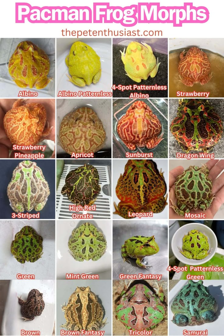 Pacman Exotics Assorted Pacman Frog – Tropical Exotics