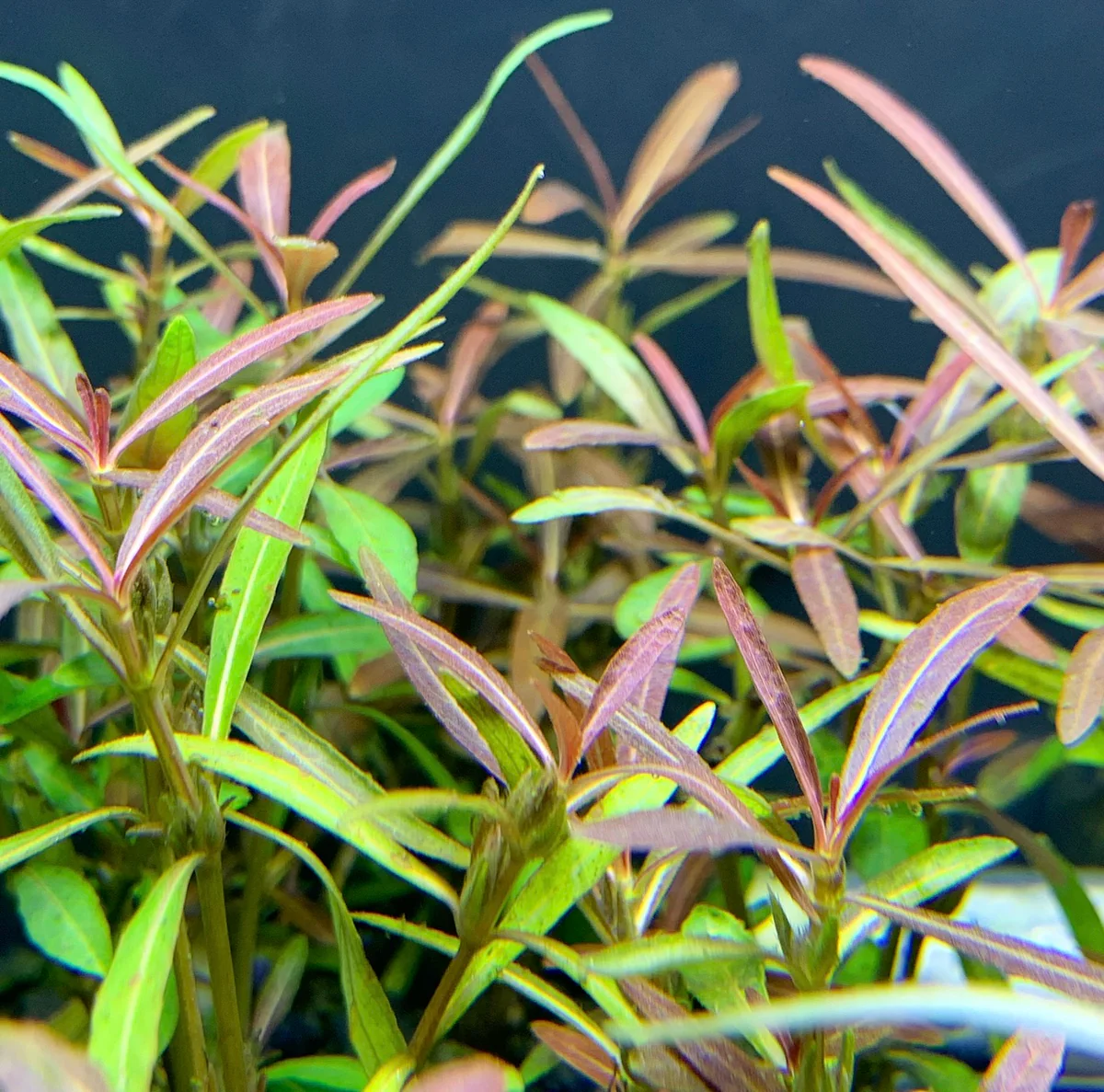 Hygrophila Araguaia