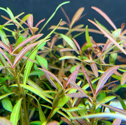 Hygrophila Araguaia