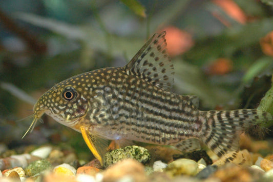 Corydora: Sterbai