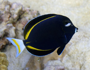 White Cheek Tang
