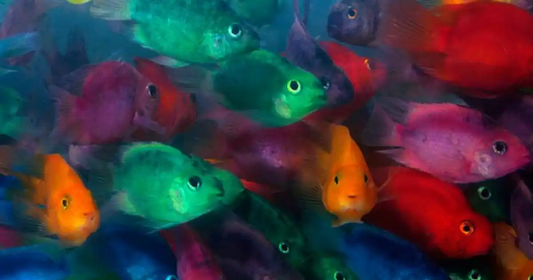 Cichlid: Jellybean Parrot