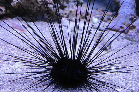Longspine Urchin