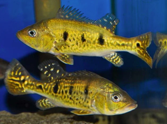 Cichlid: Spider Kelberi Peacock Bass