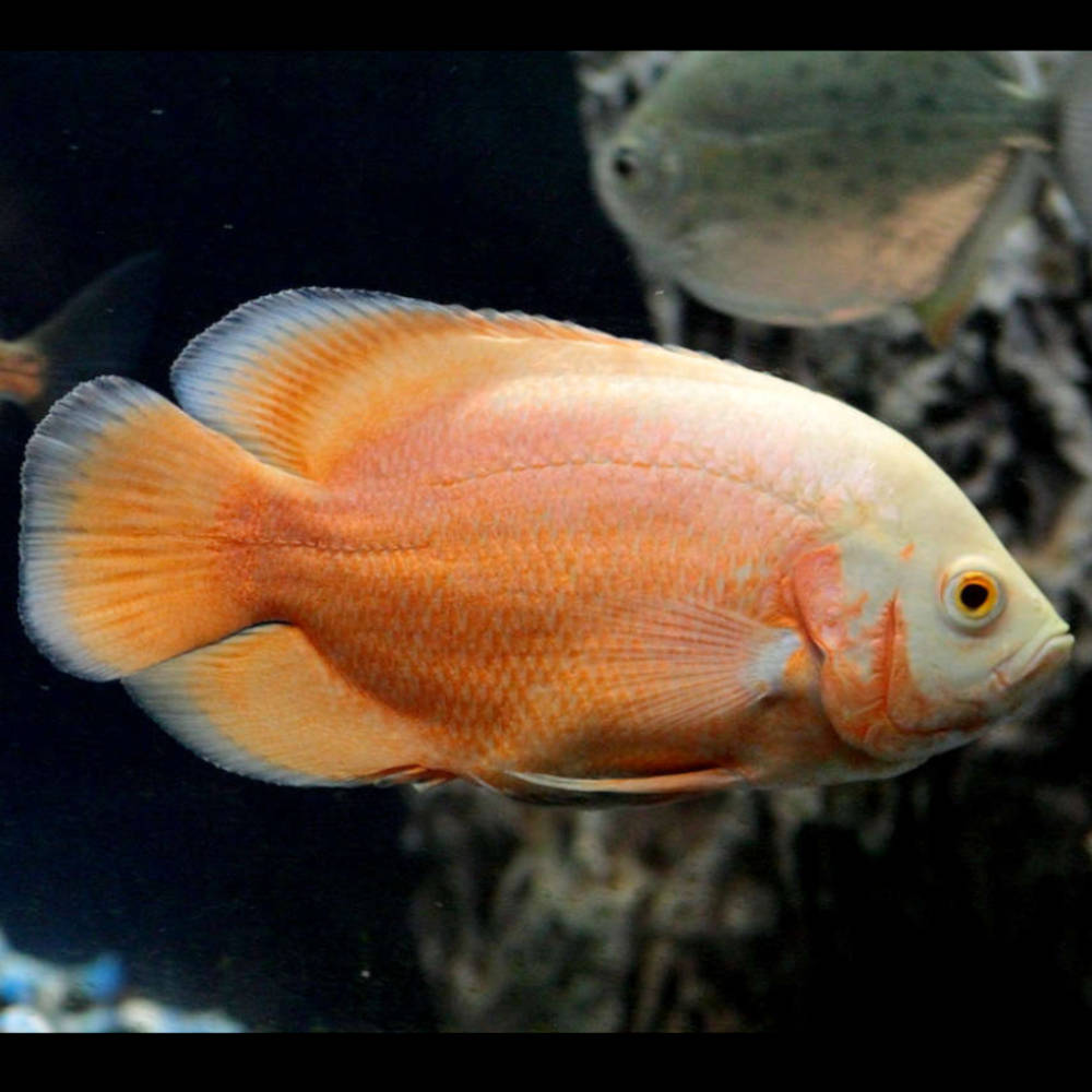 Albino Red Oscar