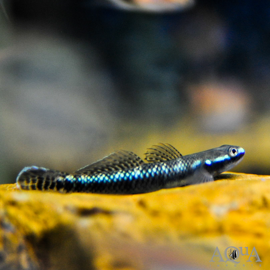 Blue Neon Stiphodon Goby