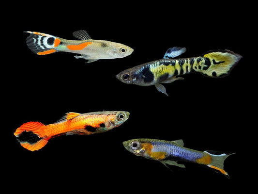 Assorted Male Endler