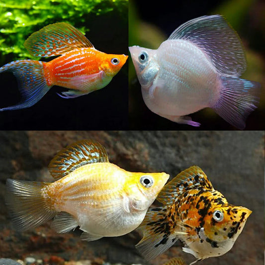 Assorted Balloon Molly