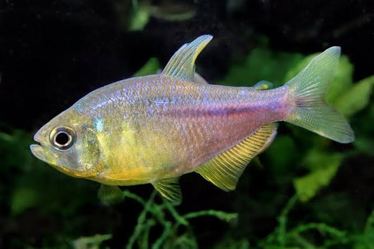 Pink Lemonade Tetra
