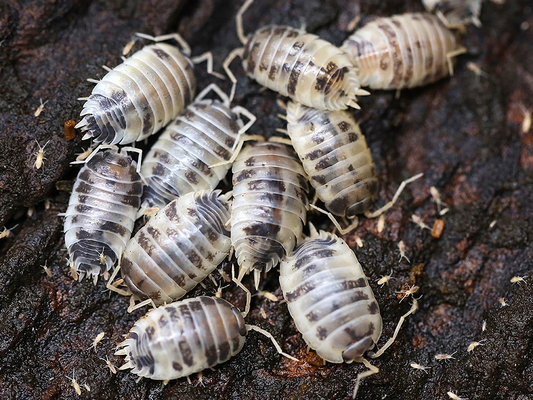 Dairy Cow Isopods