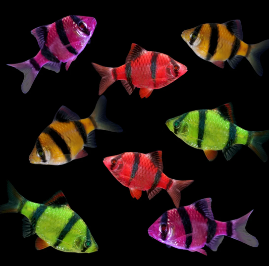 Glofish: Barb