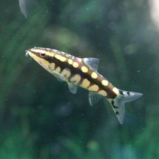 Dwarf Chain Loach