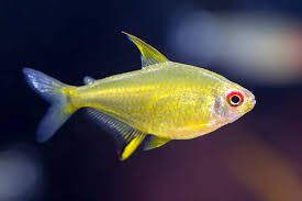 Tetra: Lemon