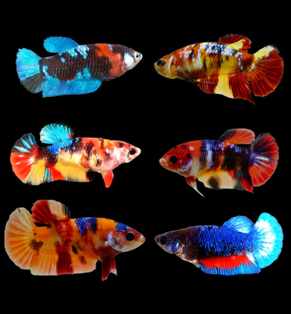 Betta: Premium Koi