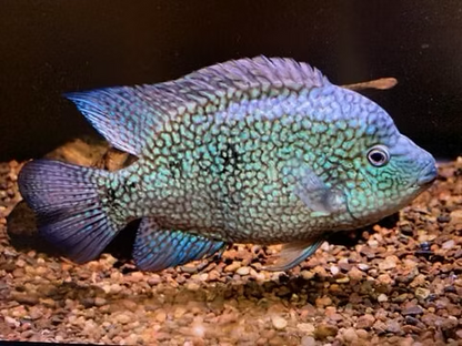 Cichlid: Green Texas