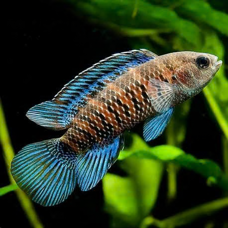 Blue Badis