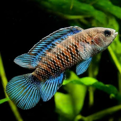 Blue Badis