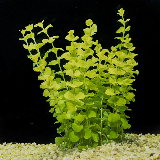 Golden Lloydiella