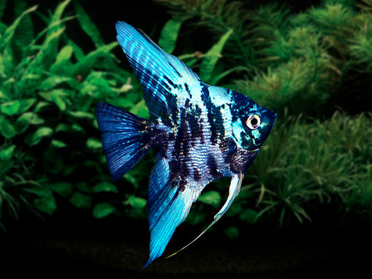 Angelfish: Blue Marble