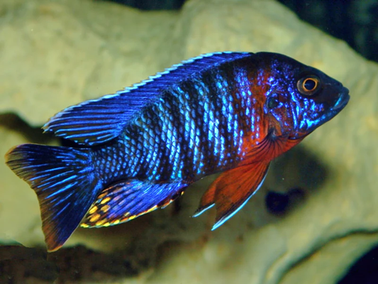 Red Shoulder Peacock Cichlid