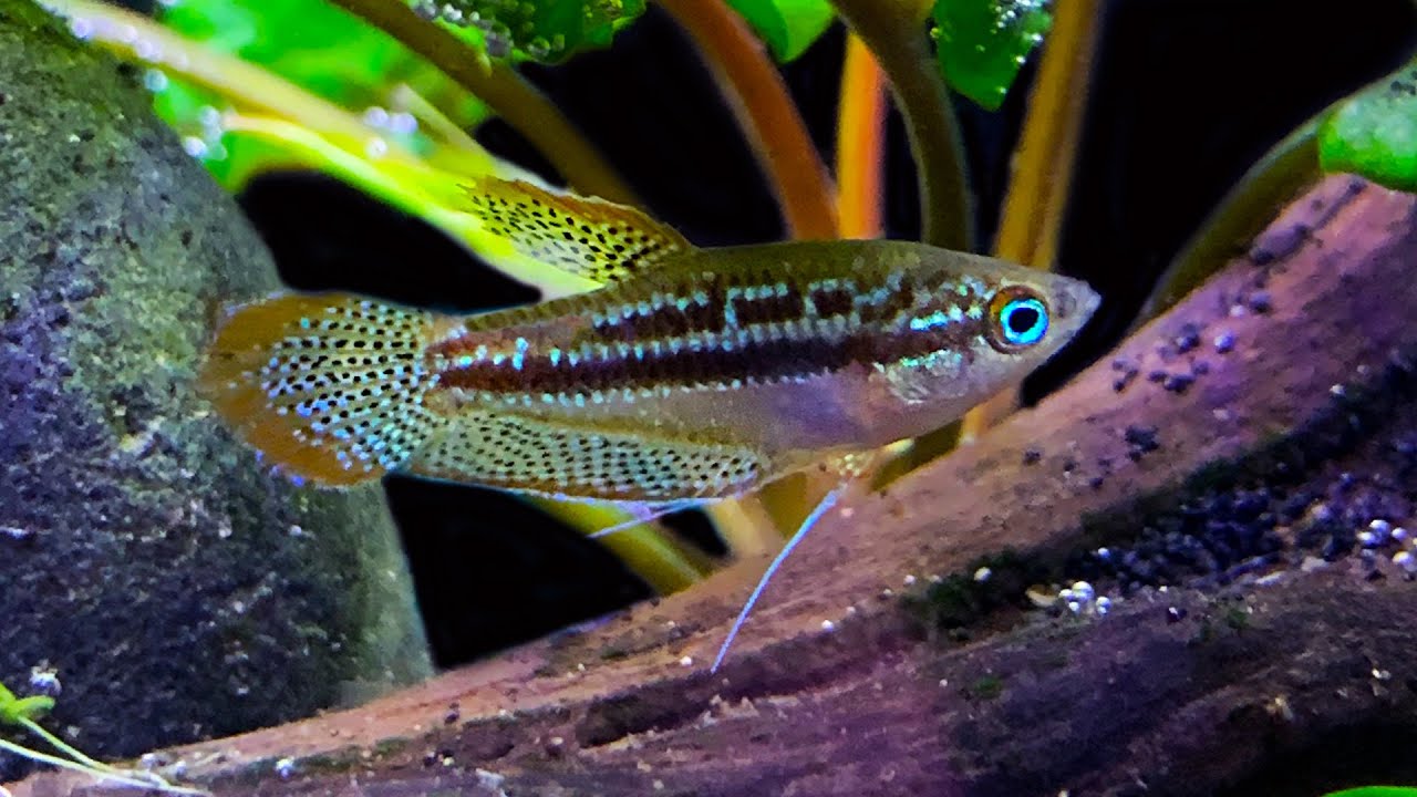 Sparkling Gourami