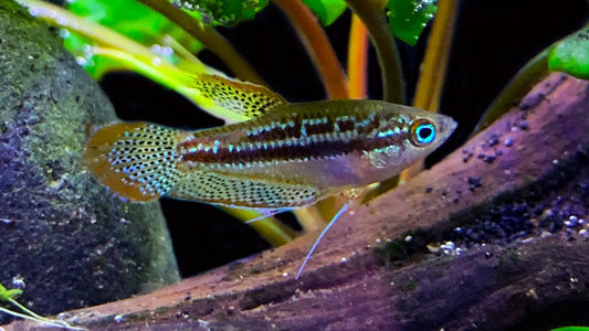 Sparkling Gourami
