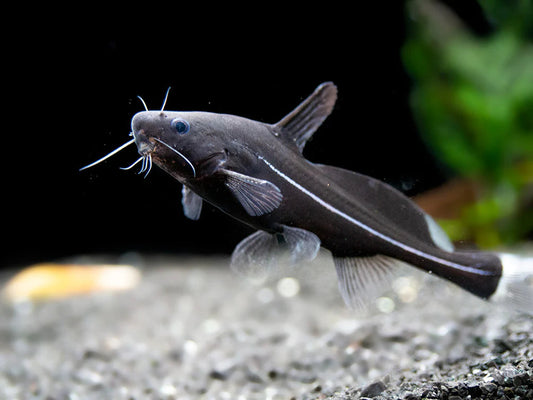 Black Lancer Catfish