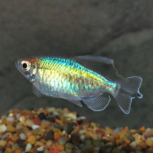 Tetra: Blue Congo