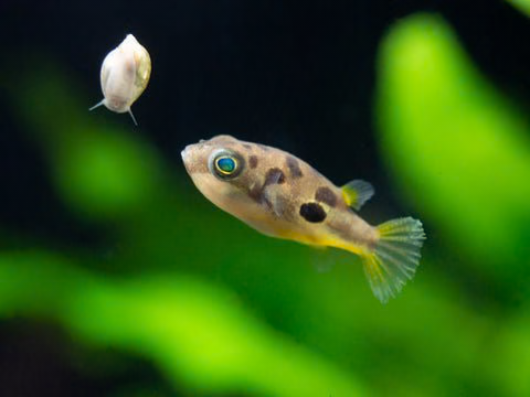 Pea Puffer