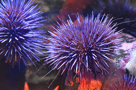 Purple Urchin