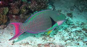 Bicolor Parrotfish