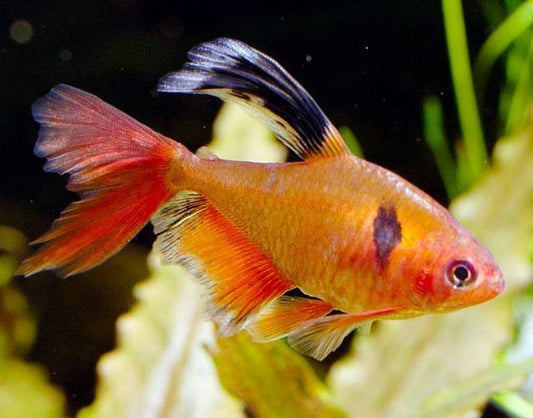 Tetra: Longfin Serpae