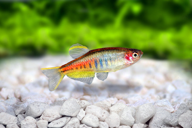 Glowlight Danio