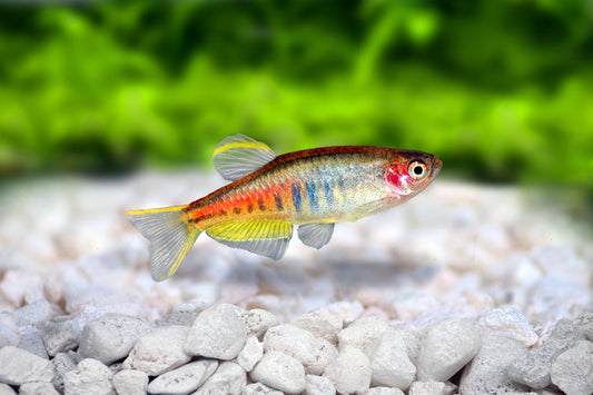 Glowlight Danio