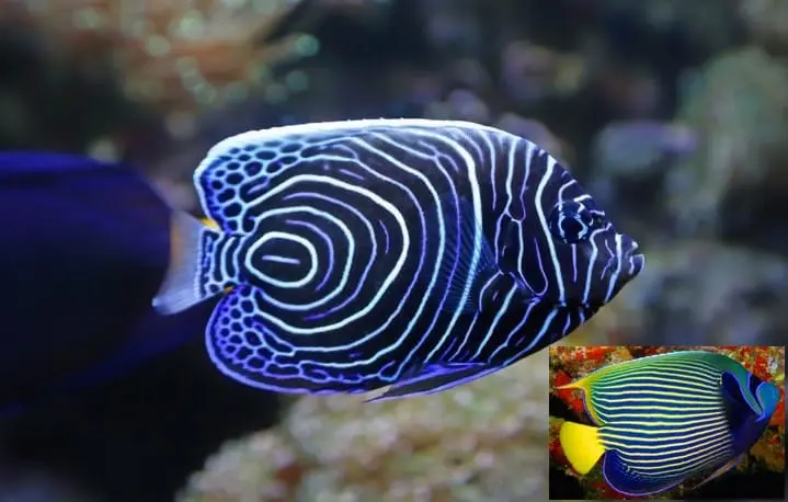 Tropical Exotics: Aquarium & Exotic Reptile Supplies