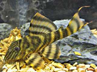 Tiger Panaque Pleco L398
