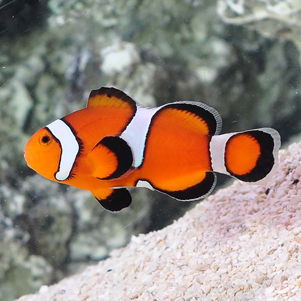 Orange Misbar Clownfish