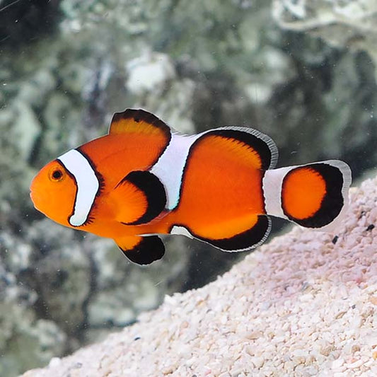 Orange Misbar Clownfish