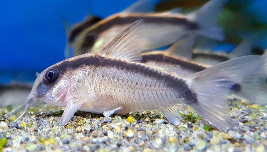 Corydoras: Skunk