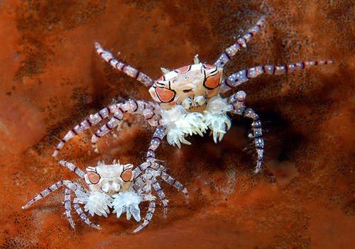 Crab: Pom Pom