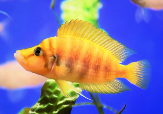 Talama Mandarin Compressiceps
