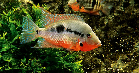 Cichlid: Firemouth Meeki