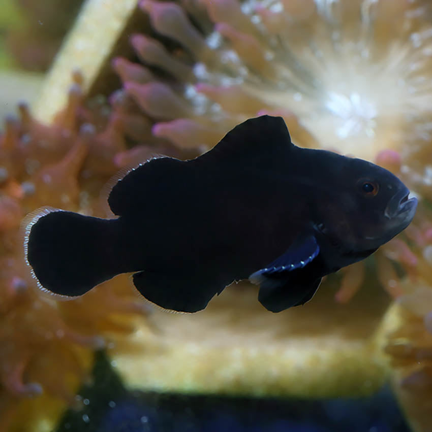 Midnight Black Ocellaris Clownfish
