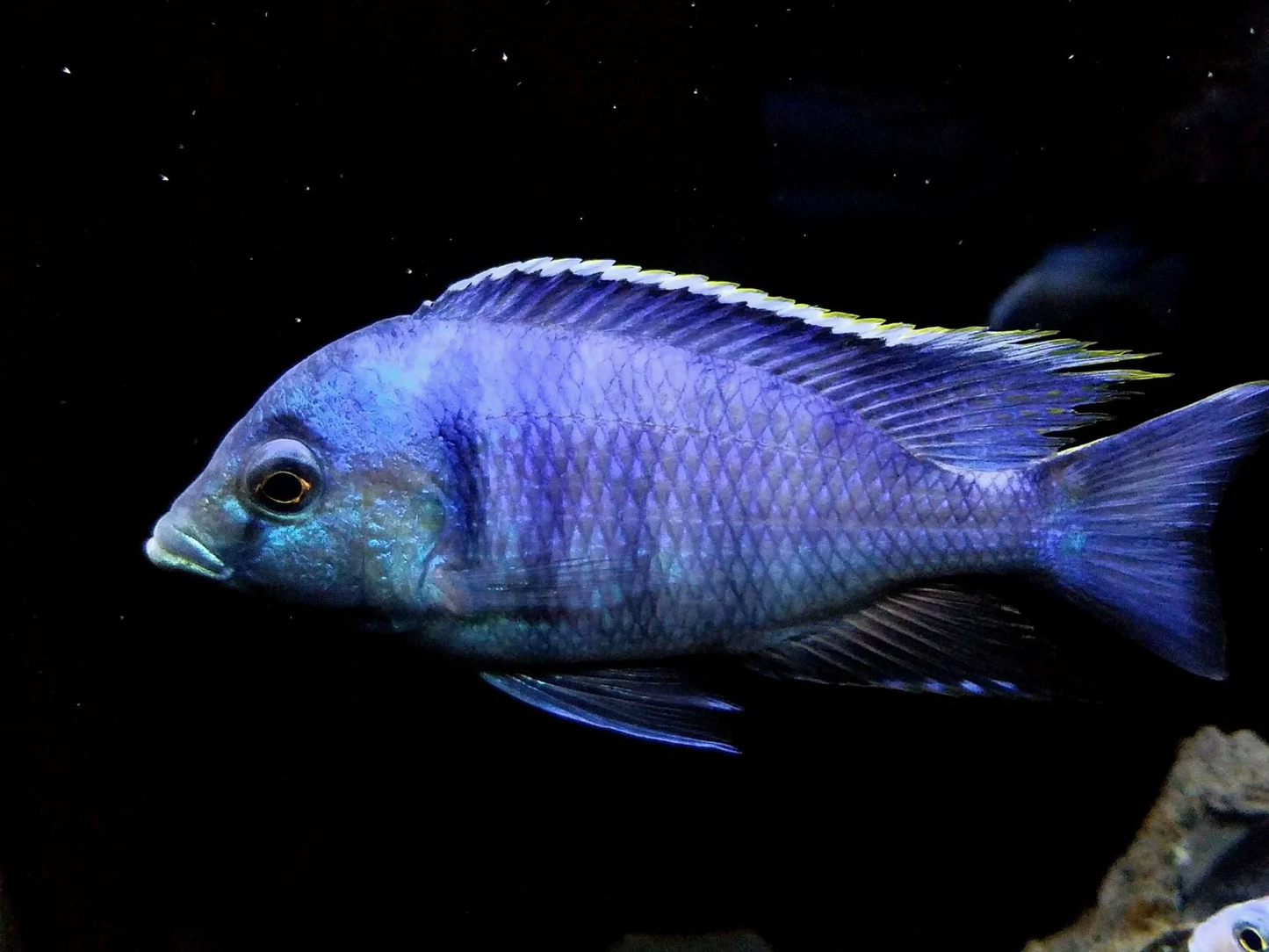 African Cichlid: Deepwater Hap