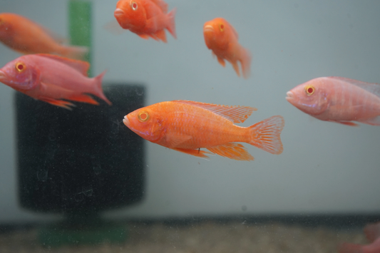 African Cichlid: Red Fire Albino Peacock