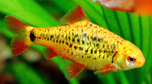 Gold Barb
