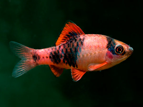 Red Panda Barb
