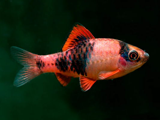 Red Panda Barb