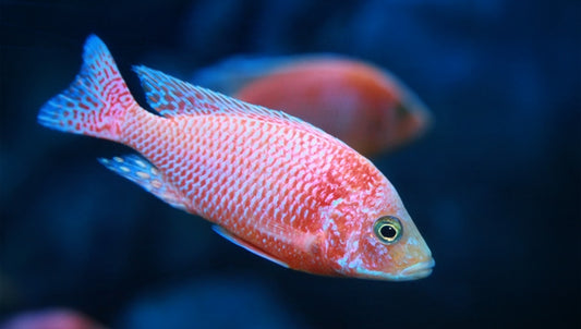 African Cichlid: Strawberry Peacock